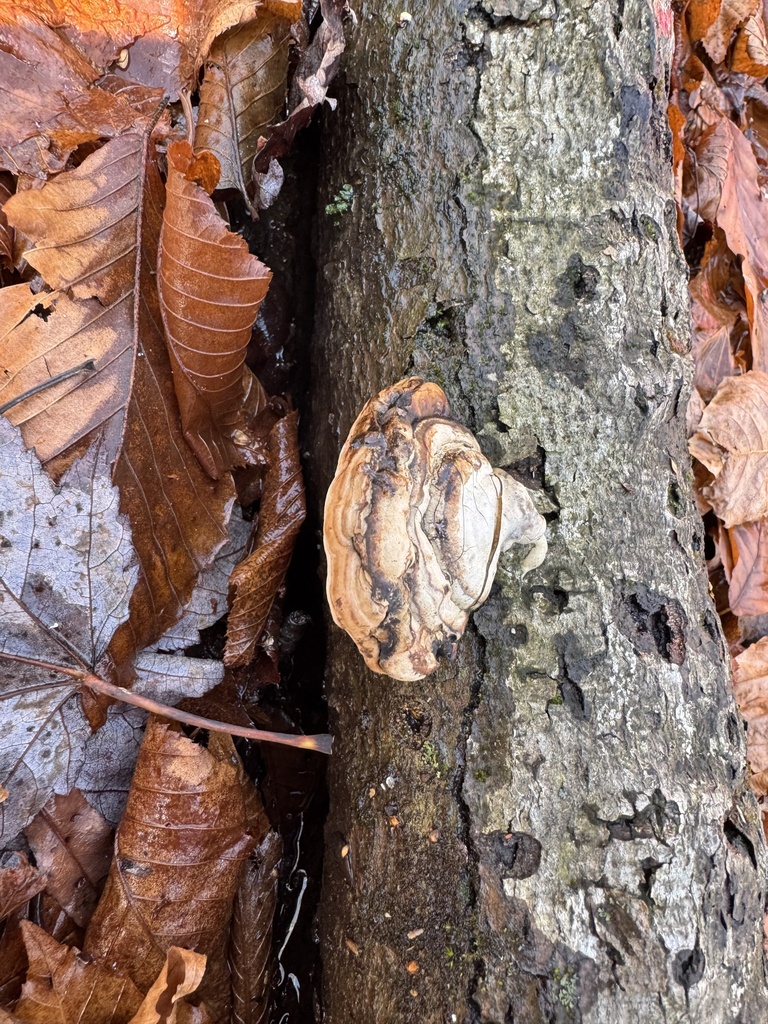 Fomes excavatus · November 2025 · photo: © thedrw (iNaturalist, cc-by)