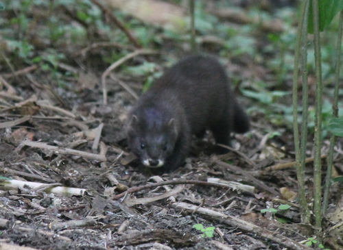 European Mink