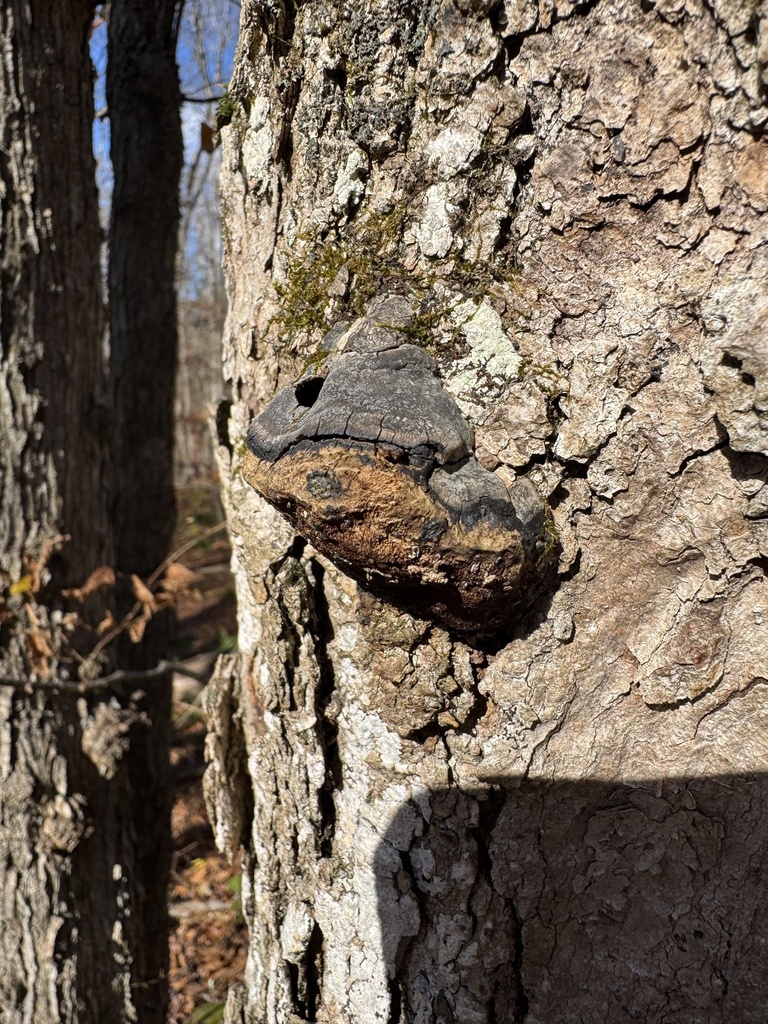 Fomes excavatus · November 2025 · photo: © thedrw (iNaturalist, cc-by)