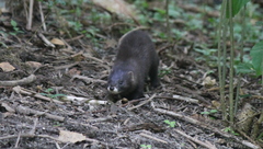 Mustela lutreola