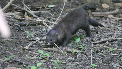 European Mink