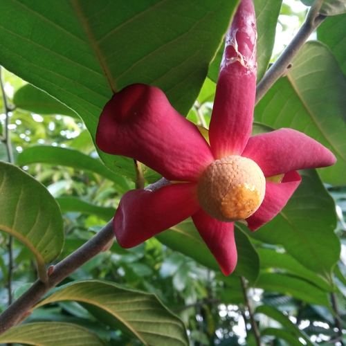 Image of Uvaria grandiflora by (c) Eric Lopes, some rights reserved (CC BY-SA)