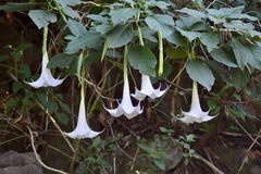 Brugmansia arborea