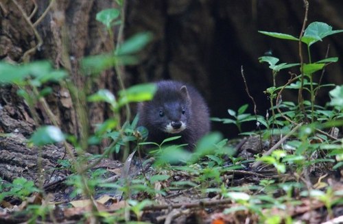 European Mink