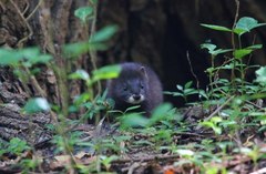 Mustela lutreola