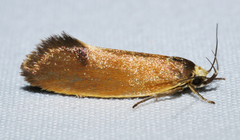 Delexocha ochrocausta