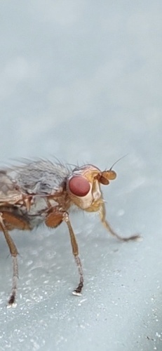 Unknown species found near Washington County, US-VT, US