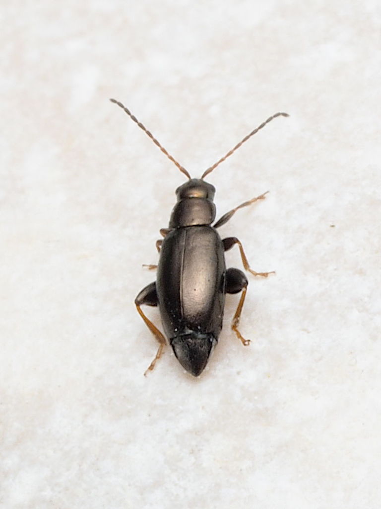 Phyllotreta corrugata