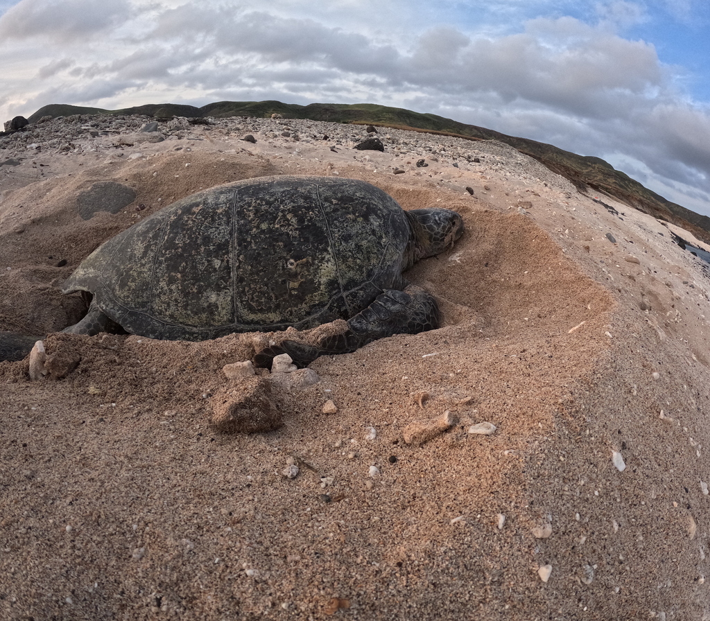 Green Sea Turtle in October 2025 by leojr03. Agradecimientos: GECI ...
