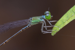 Amphicnemis gracilis