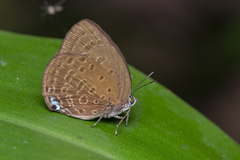 Arhopala major