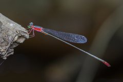 Teinobasis ruficollis