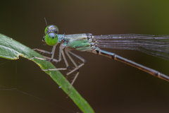 Amphicnemis gracilis