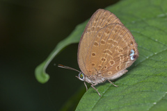 Arhopala major major