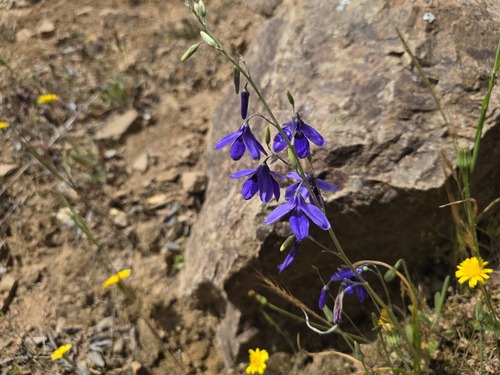 Conanthera trimaculata (Conanthera trimaculata)