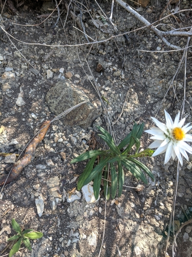 Image of Xerochrysum papillosum by (c) Joe Atkinson, some rights reserved (CC BY)