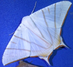Ourapteryx claretta