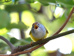 Phylloscopus castaniceps