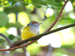 Phylloscopus castaniceps