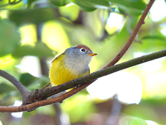 Phylloscopus castaniceps