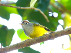Phylloscopus castaniceps