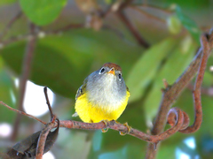 Phylloscopus castaniceps