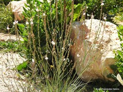 Asphodelus tenuifolius