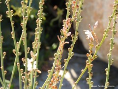 Asphodelus tenuifolius
