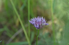 Allium anisotepalum