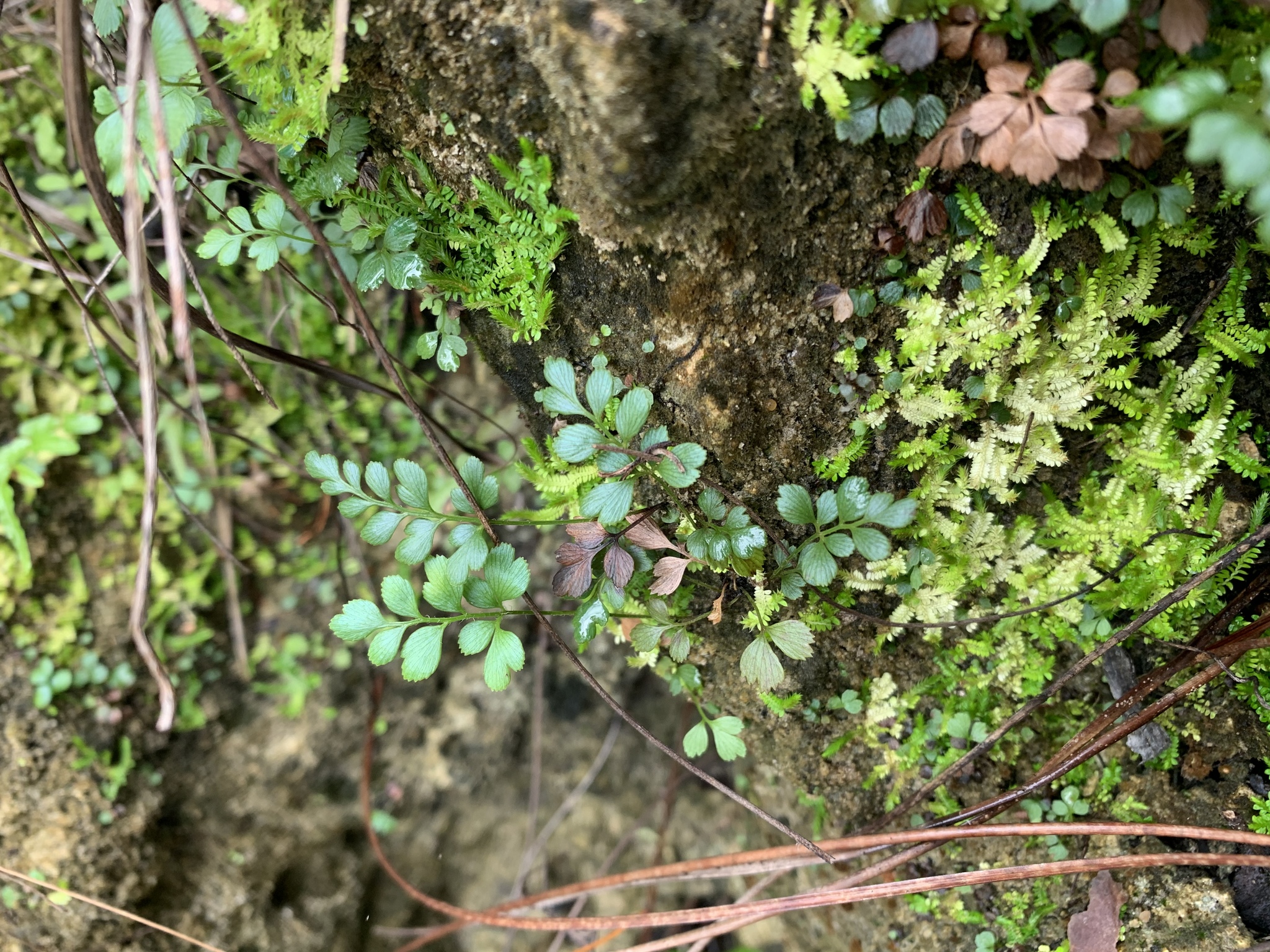 Anemia wrightii