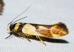 Macrobathra chrysotoxa