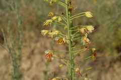 Eremurus czatkalicus