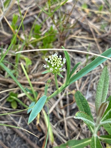 Acicarpha procumbens (Acicarpha procumbens)