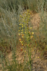 Eremurus czatkalicus