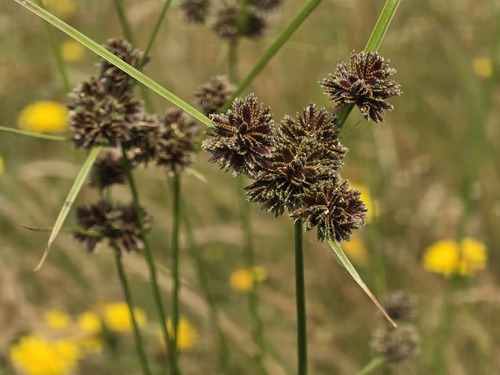 Bentawn Flatsedge (Cyperus reflexus)