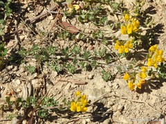 Lotus cytisoides