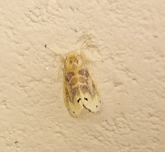 Artaxa guttata