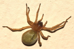 Cheiracanthium virescens