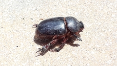 Temnorhynchus retusus