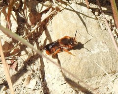 Rhodanthidium