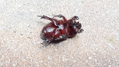 Temnorhynchus retusus