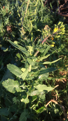 Brassica rapa