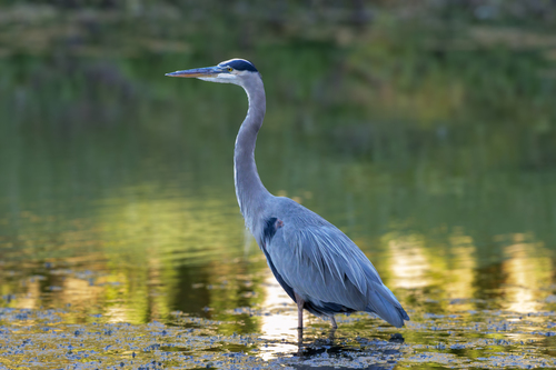 Great Blue Heron