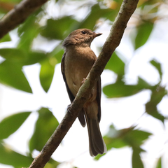 Pachycephala pectoralis