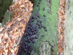 no rights reserved Beech Woodwart