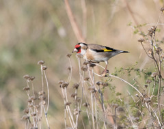 Carduelis carduelis