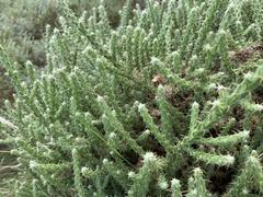 Cullumia reticulata