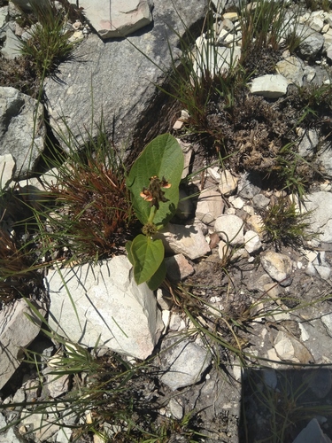 Eriosema chrysadenium image