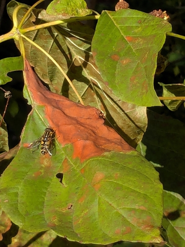 Unknown species found near Bowie, MD 20715, USA