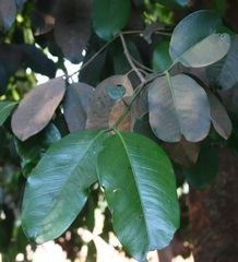 Garcinia talbotii